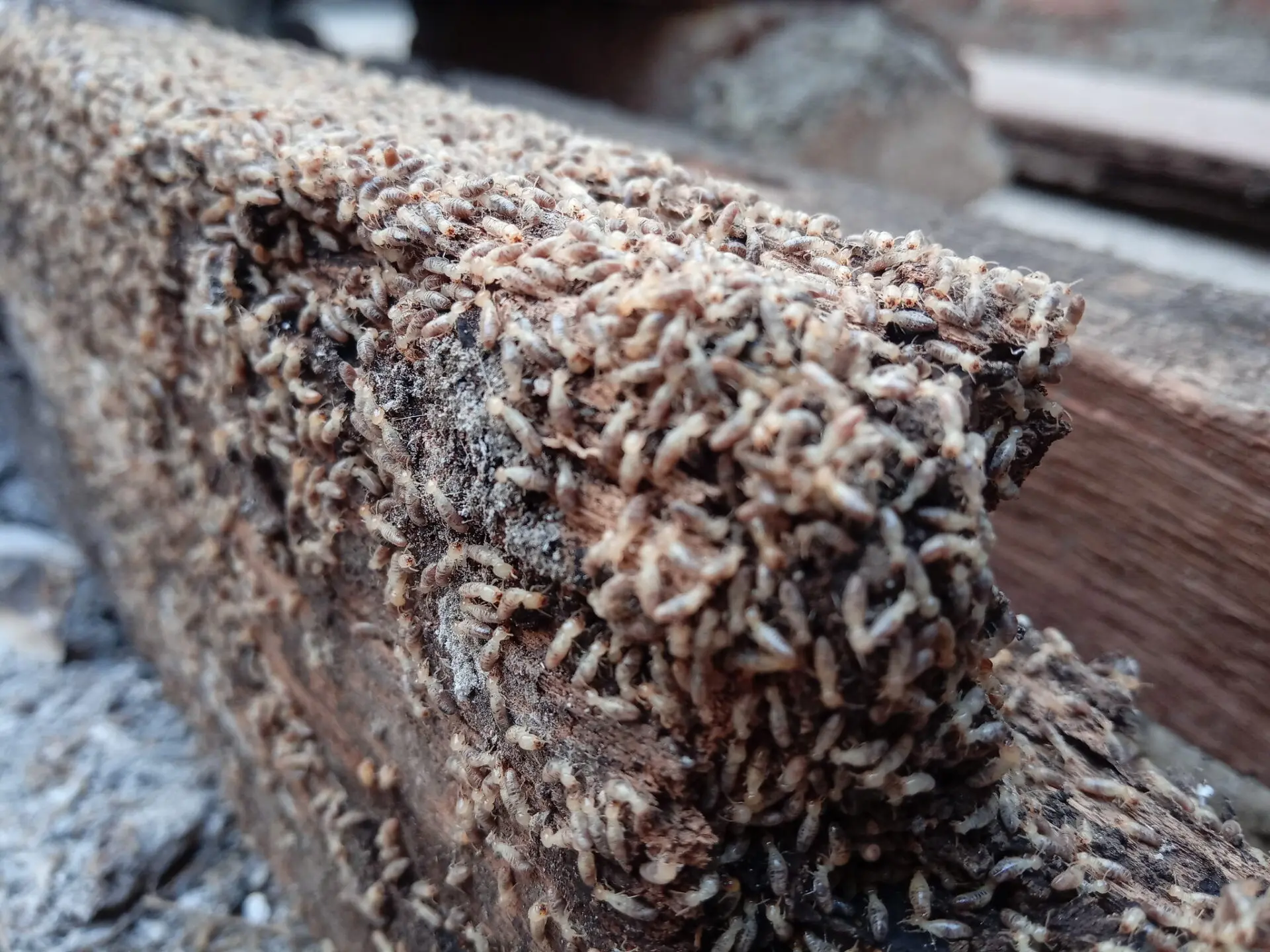 Close-up of a wooden log covered in tiny white fungi, with blurred rocks and other logs in the background.